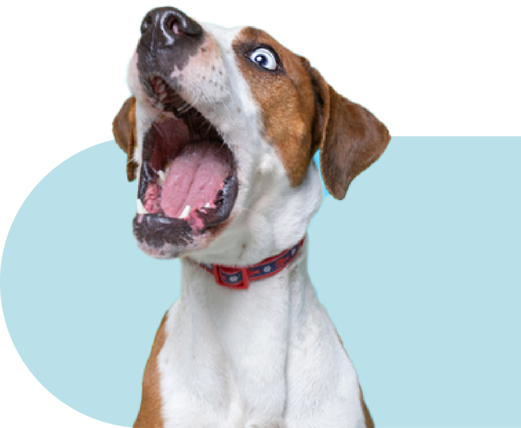 dog with mouth open ready to catch a bone